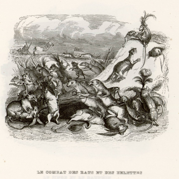 Schwarze und weiße Gravur von kämpfenden Ratten in einem Feld, mit einigen fliehenden, und Text unten.