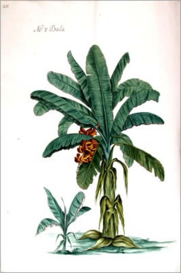 Gemälde eines Bananenbaums mit grünen Blättern und gelben Blumen in einem klassischen Rahmen.