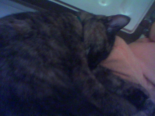 Eine Katze ist im Vordergrund positioniert, mit einem Stück Stoff sichtbar am unteren Bildrand.