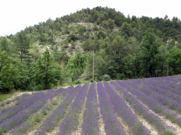 Ein vibrierendes Lavendelfeld in der Provence, Frankreich, mit lila Blumen in voller Blüte, grünen Bäumen und Strommasten mit Drähten unter einem klaren blauen Himmel.