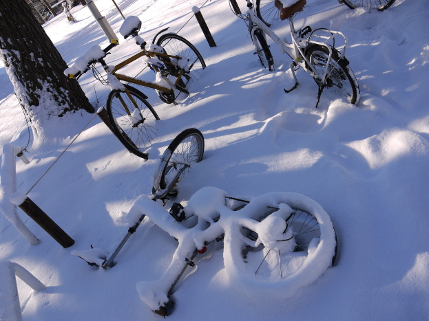 Viele Fahrräder teilweise mit Schnee bedeckt, Reihe neben einem Baumstamm und einer Straße.