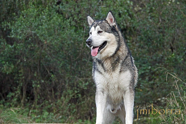 Ein Wolf steht im Vordergrund mit B├Ąumen und Pflanzen im Hintergrund, und Text ist in der rechten unteren Ecke sichtbar.