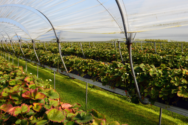 Grünes Gewächshaus voller Erdbeerpflanzen, grüner Rasen am Boden und ein klarer blauer Himmel darüber.