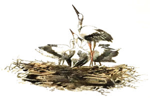 Ein detailliertes Bild von zwei Störchen, die auf einem Nest aus Zweigen und Gras stehen, mit langen Hälsen und Schnäbeln, vor einem weißen Hintergrund.