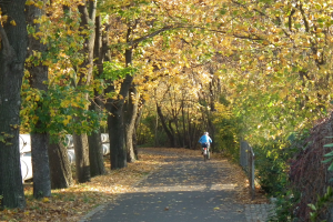 Eine Person fährt ein Fahrrad auf einem von Bäumen gesäumten Weg mit trockenem Laub am Boden und einem Zaun auf der rechten Seite.