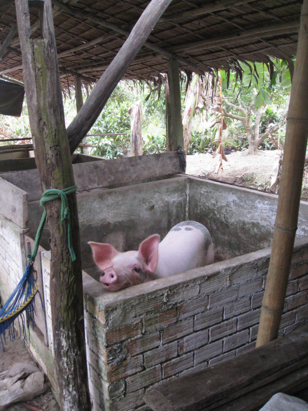 Ein rotes Schwein steht in einer Holzdach-umgebenen Einfriedung.