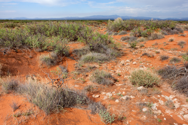Wüstenlandschaft mit rotem Sand, spärlicher Vegetation, Pflanzen, Steinen, Hügeln im Hintergrund und einem bewölkten Himmel.